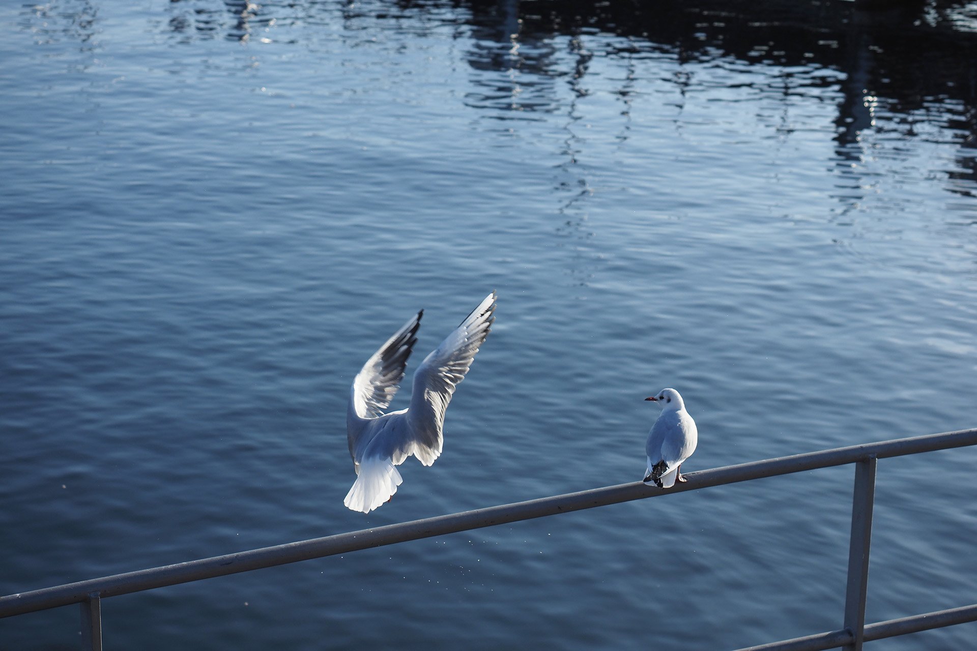 Olympus OM-D E-M1 Mark II: C-AF+Tracking, Bild 22
